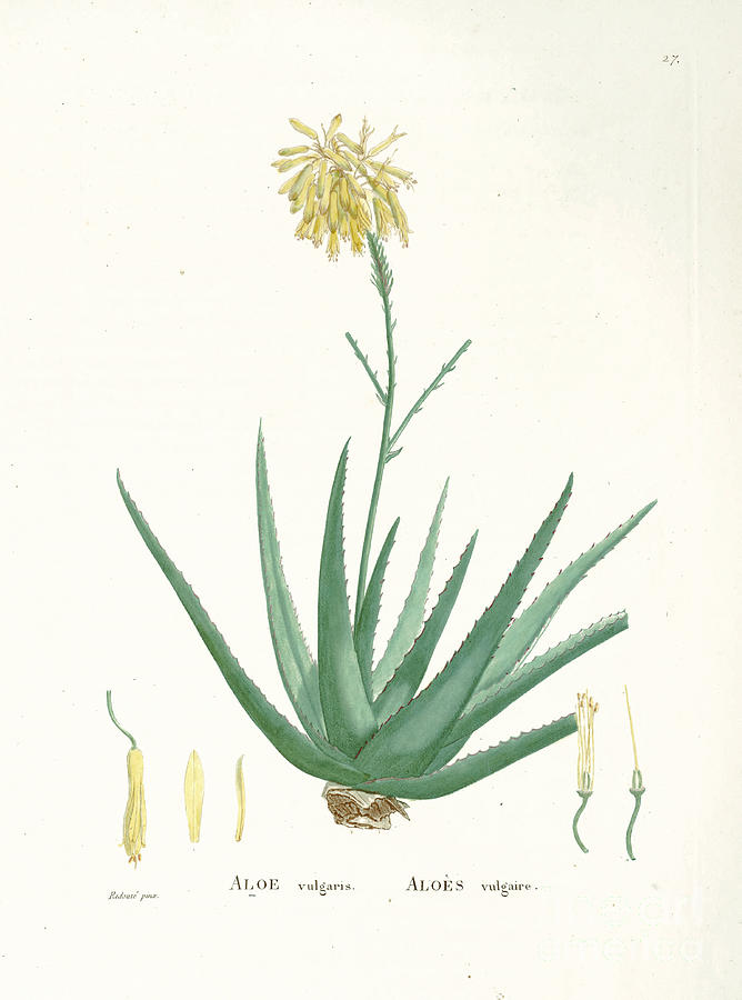 Aloe abyssinica z1 Drawing by Botanical Illustration - Fine Art America