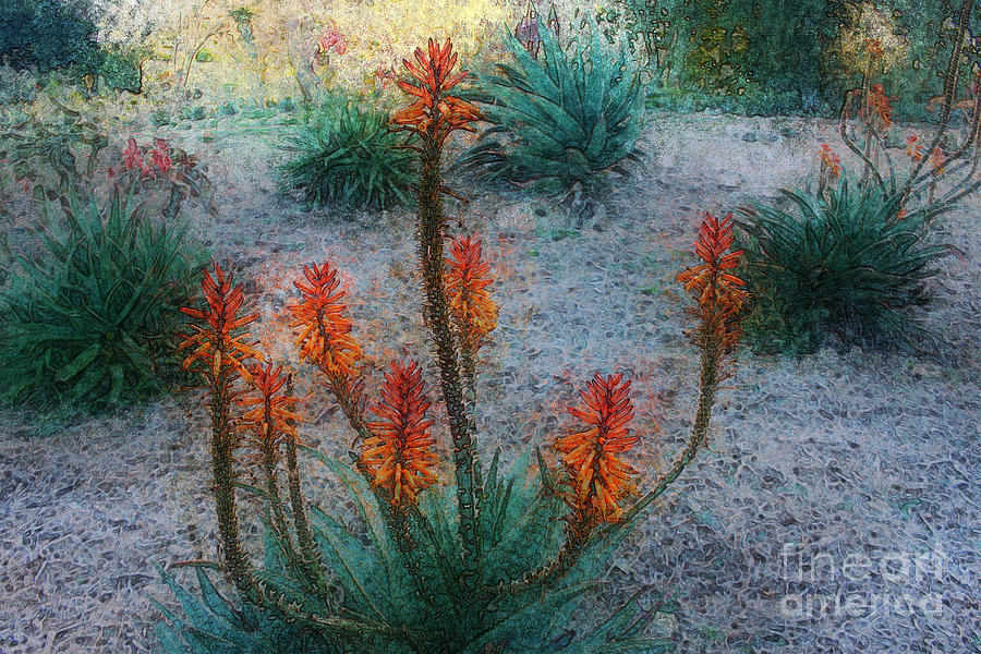 Aloe Arborescens Photograph by Katherine Erickson