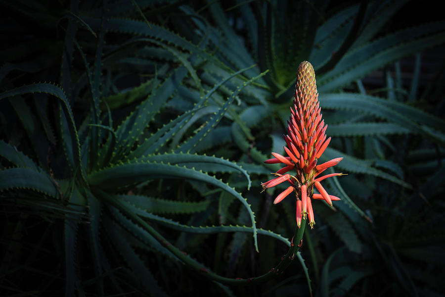 Aloe Arborescens Photograph by Shelby Erickson