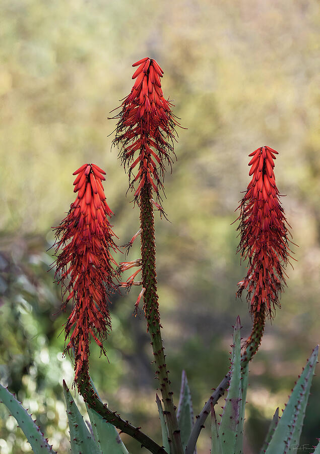 Aloe Beauty Photograph by Rick Furmanek