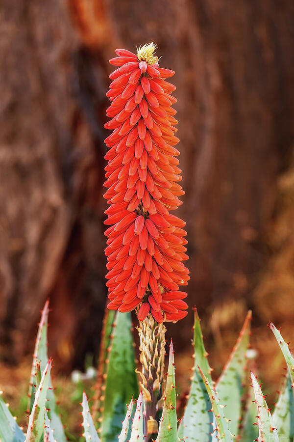 Aloe Bloom Photograph by Rick Furmanek
