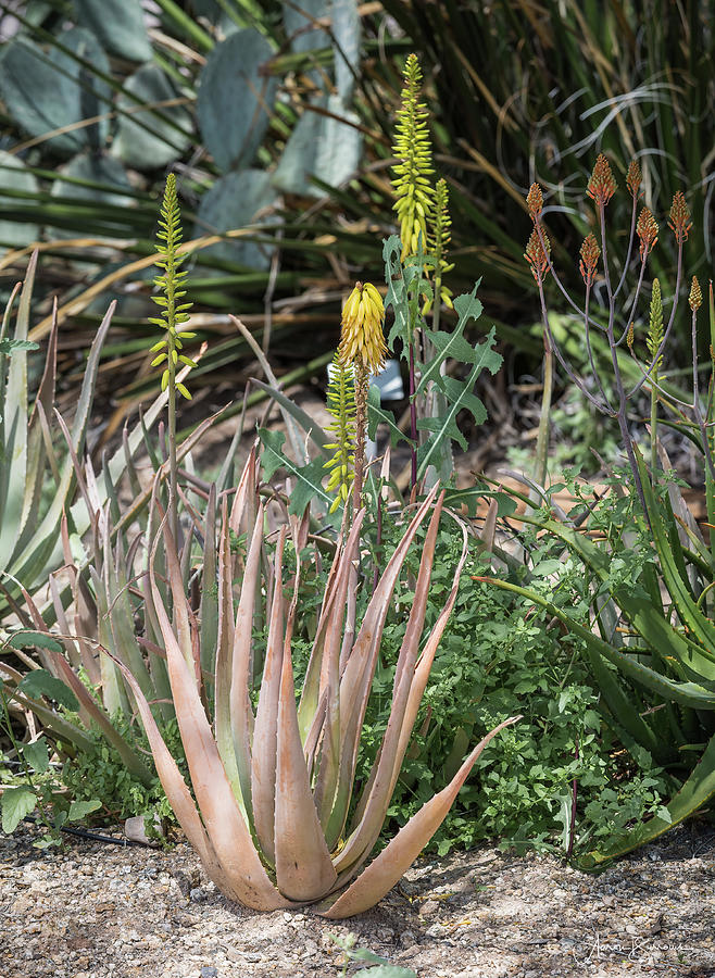 Aloe Blooms Photograph by Aaron Burrows