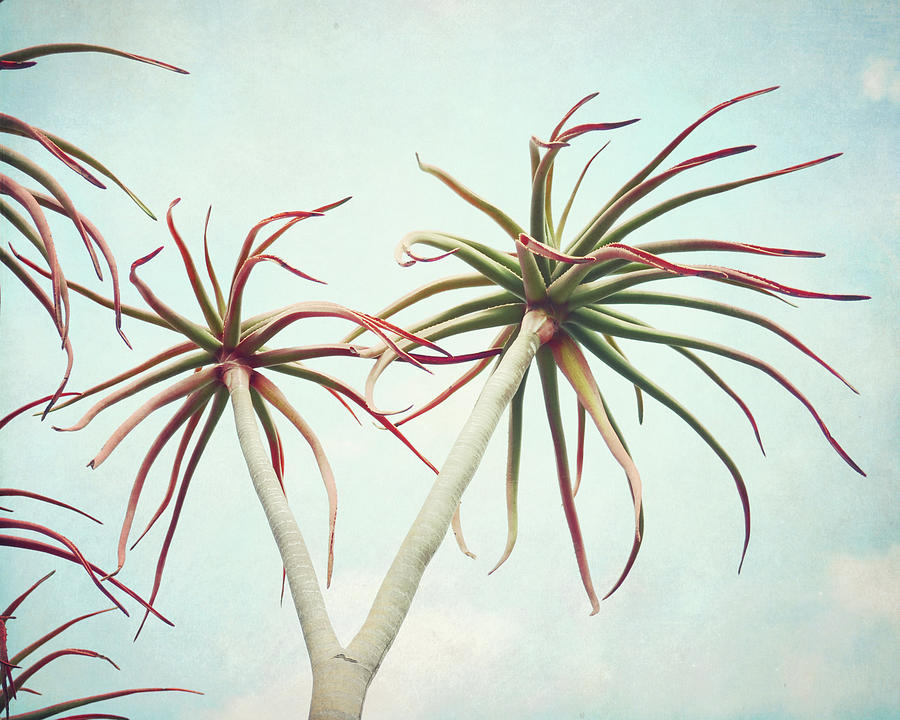 Aloe Branches Photograph by Lupen Grainne