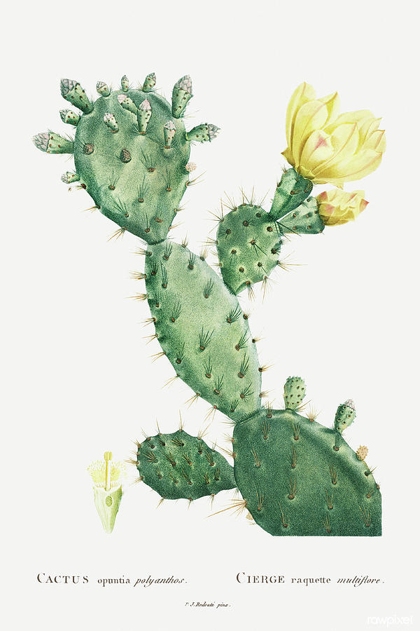 Aloe cactus Painting by World Art Collective
