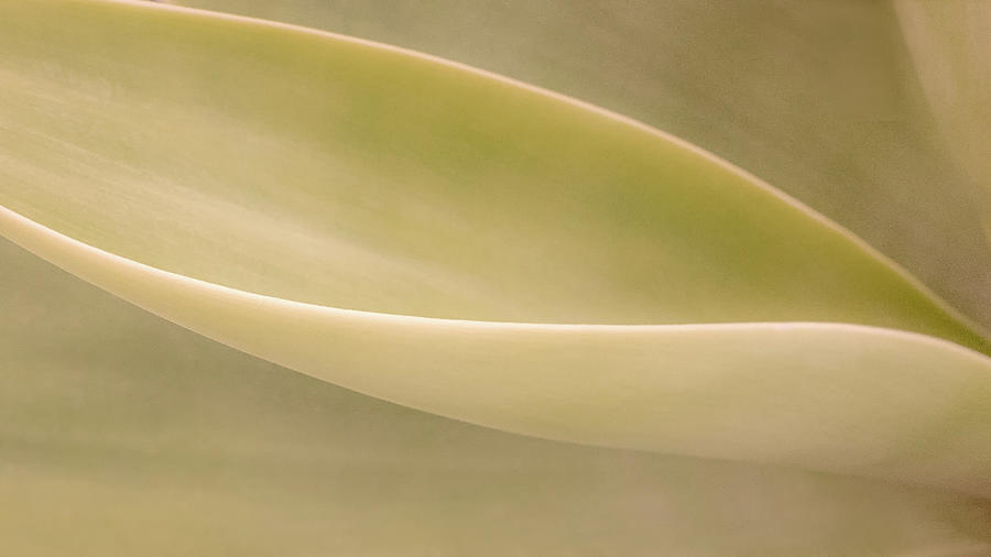 Aloe Curve Photograph by Joseph Smith