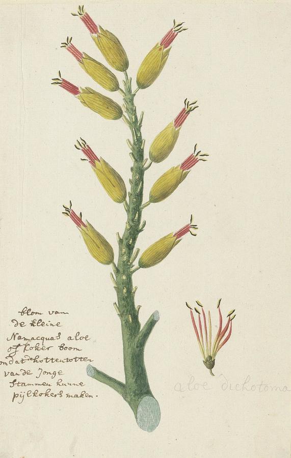 Aloe dichotoma Masson Quiver tree or Kokerboom Drawing by Robert Jacob ...