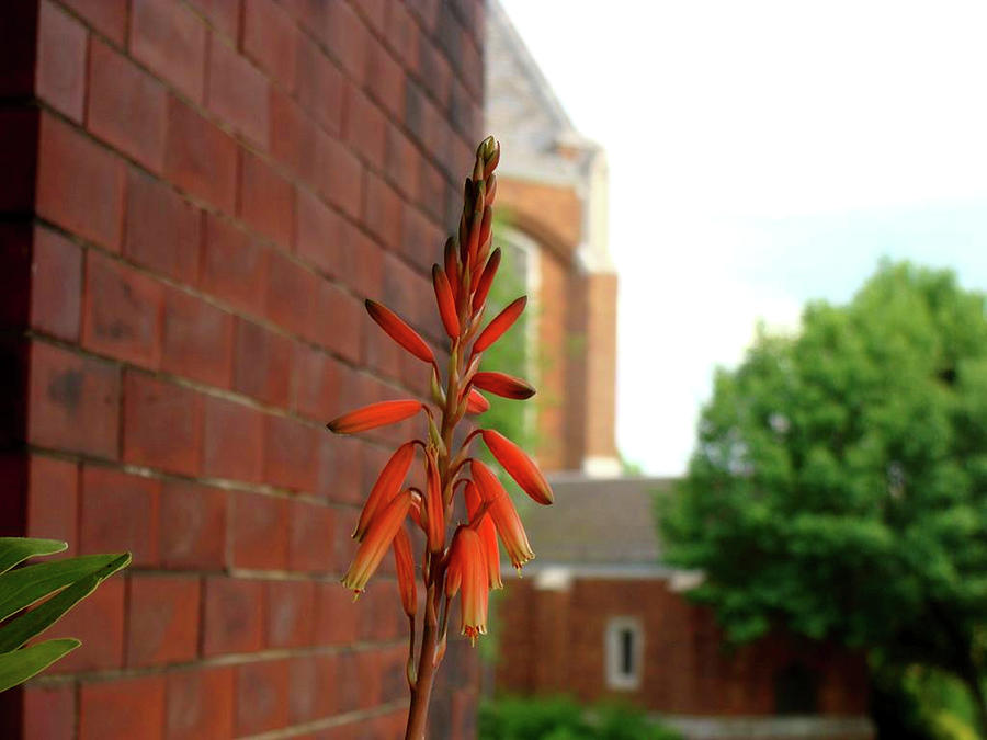 Aloe Flower Photograph by Anthony Seeker