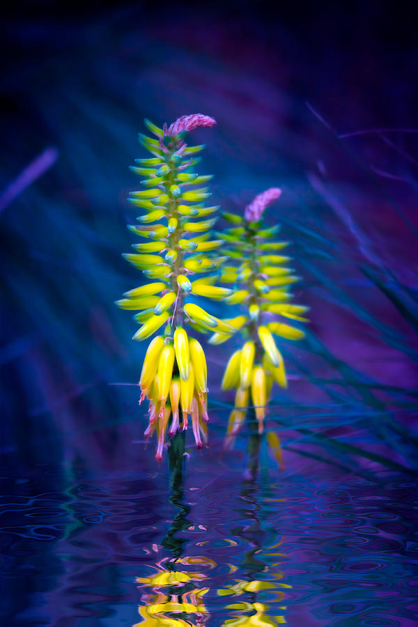 Aloe Flowers Photograph by Mark Andrew Thomas