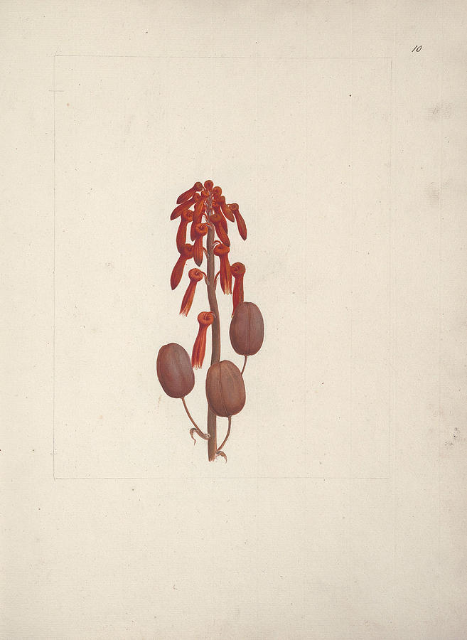 Aloe macrocarpa Todaro Drawing by Luigi Balugani