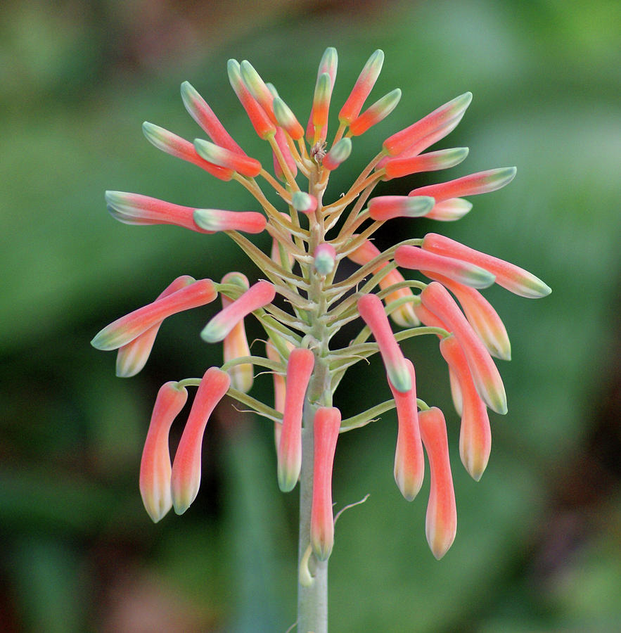 Aloe Saponaria Photograph by Jean Haynes | Fine Art America