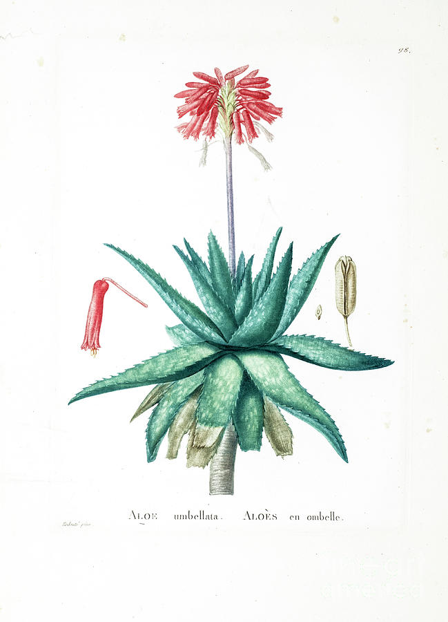 Aloe saponaria z2 Drawing by Botanical Illustration Aloe saponaria z2 Drawing by Botanical Illustration
