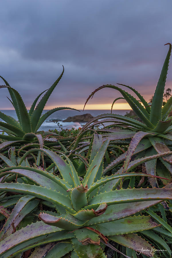 Aloe Skies Photograph by Aaron Burrows