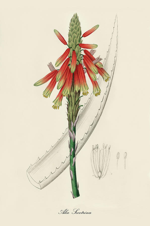 Nature Digital Art - Aloe Socotrina - Socotrine aloe -  Medical Botany - Vintage Botanical Illustration by Studio Grafiikka