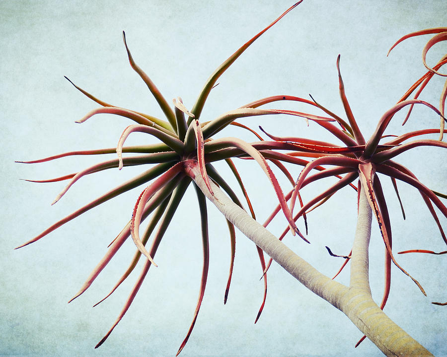 Aloe Tree Photograph by Lupen Grainne