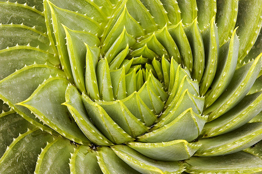 Aloe Vera Cactus Photograph by Nicodemos