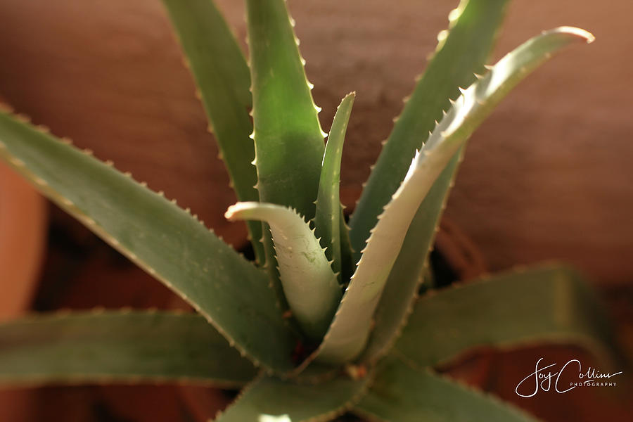 Aloe vera Photograph by Joy Collins Aloe vera Photograph by Joy Collins