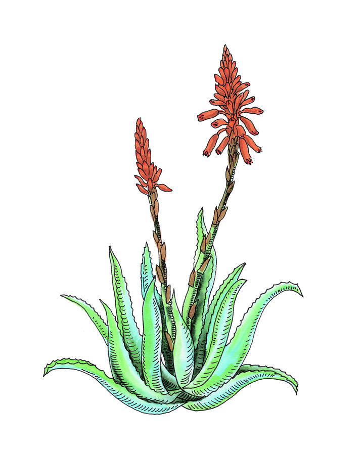 Aloe Vera Plant With Flowers Watercolor Botanical Asphodelaceae Painting by Irina Sztukowski