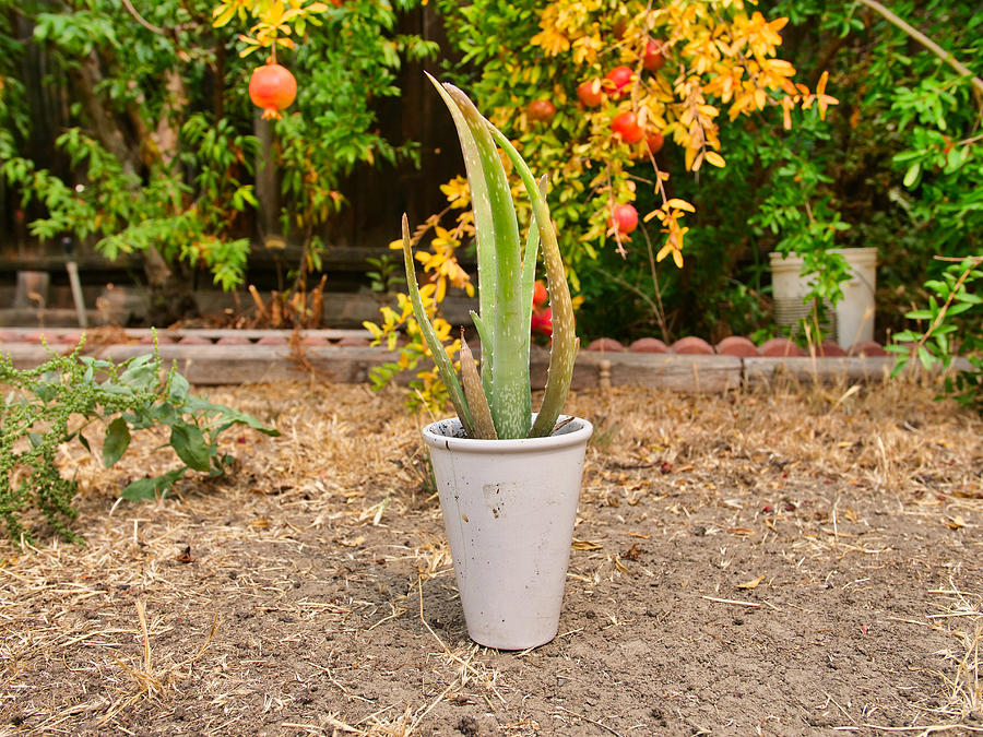 Aloe Vera Potted Plant Photograph By Edwin Kim Pixels   Aloe Vera Potted Plant Edwin Kim 