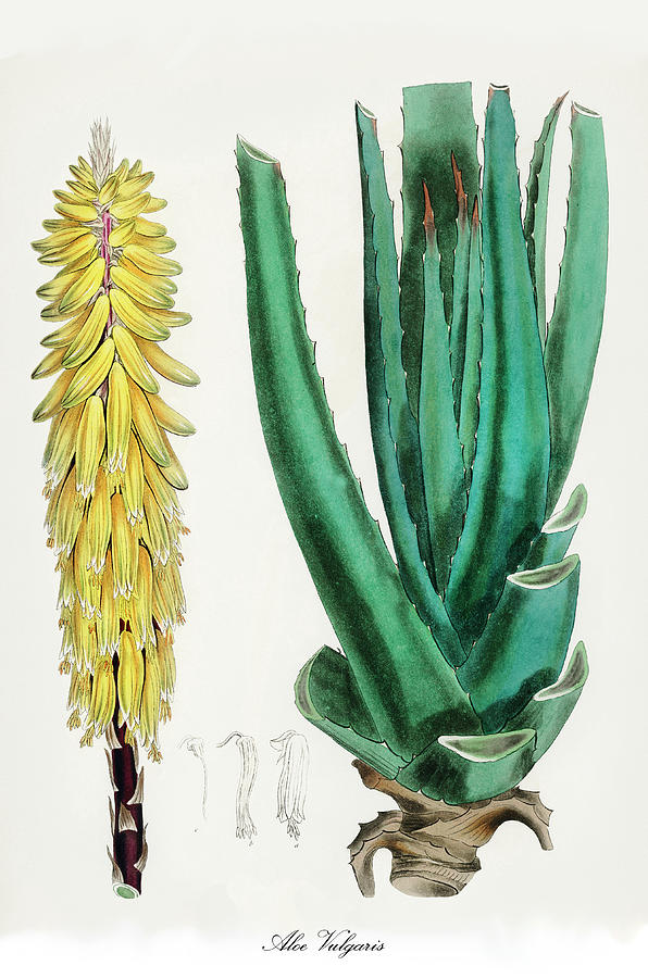 Nature Digital Art - Aloe Vulgaris - Aloe Vera -  Medical Botany - Vintage Botanical Illustration - Plants and Herbs  by Studio Grafiikka