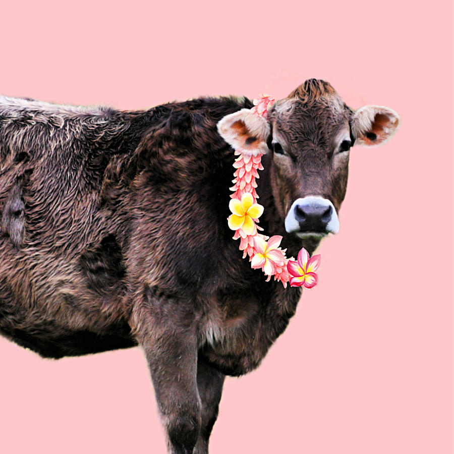 Aloha Cow II Photograph