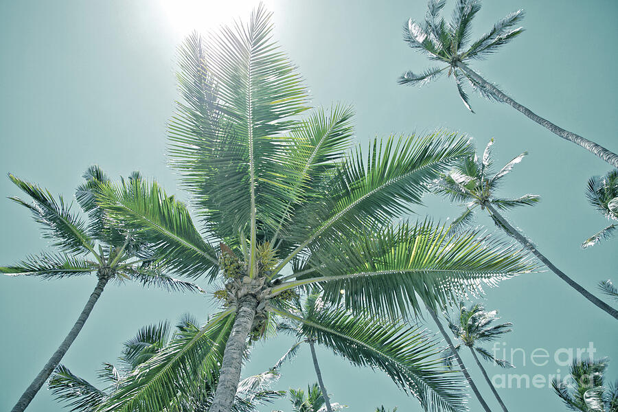 Aloha Kahului Tropical Coconut Trees Palms Maui Hawaii Photograph by ...