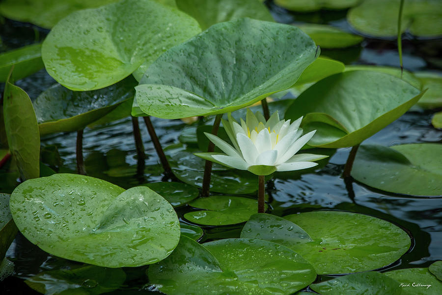 Alone Among Friends 3 Waterlily Lotus Flower Art Photograph by Reid Callaway