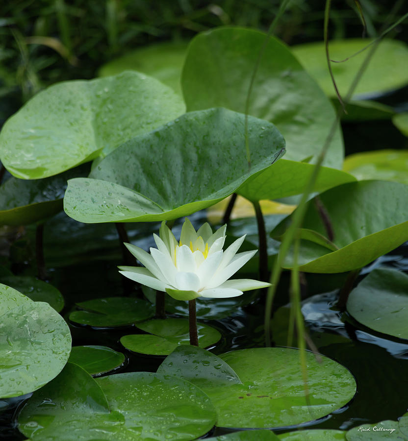 Alone Among Friends 4 Waterlily Lotus Flower Art Photograph by Reid Callaway