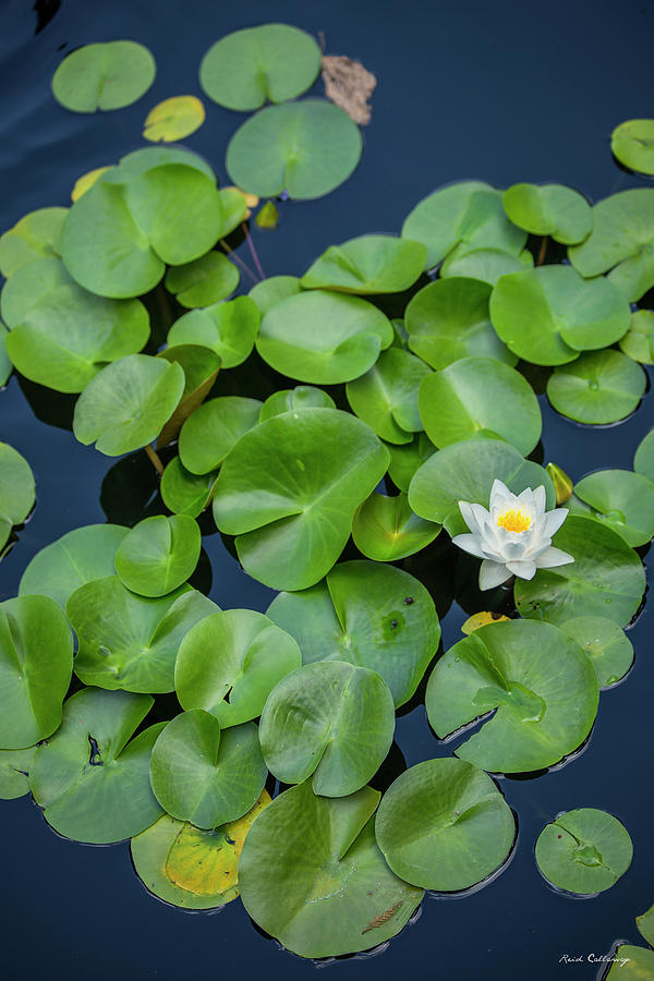Alone Among Friends Waterlily Lotus Flower Art Photograph by Reid Callaway