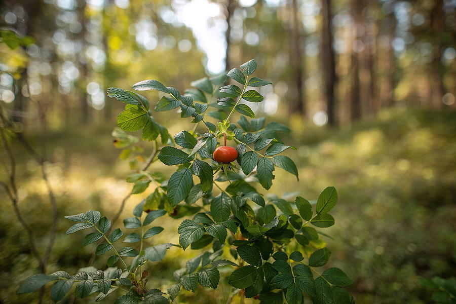 Alone but not lonely/dog rose in the forest  Photograph by Aleksandrs Drozdovs