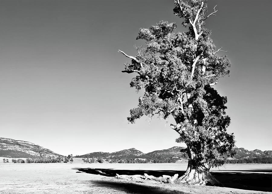 Alone - Cazneaux Tree BW Photograph by Lexa Harpell