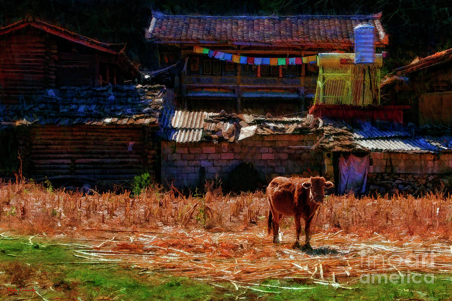 Alone Cow In China Photograph by Blake Richards