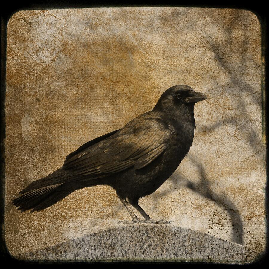 Solitary Crow Photograph by Gothicrow Images | Fine Art America