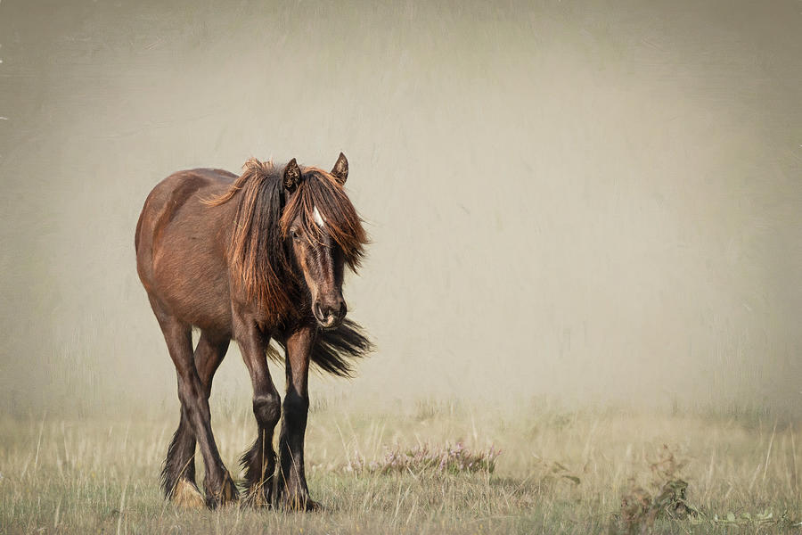 Alone I Wander - Horse Art Photograph by Lisa Saint