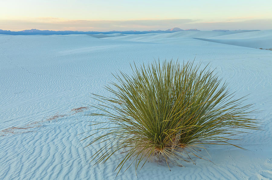 Alone In Desert Photograph by Jonathan Nguyen