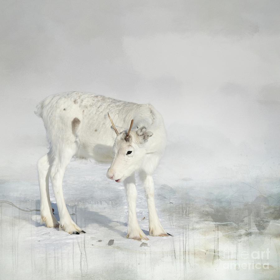 Alone in the Arctic Wilderness Photograph by Eva Lechner