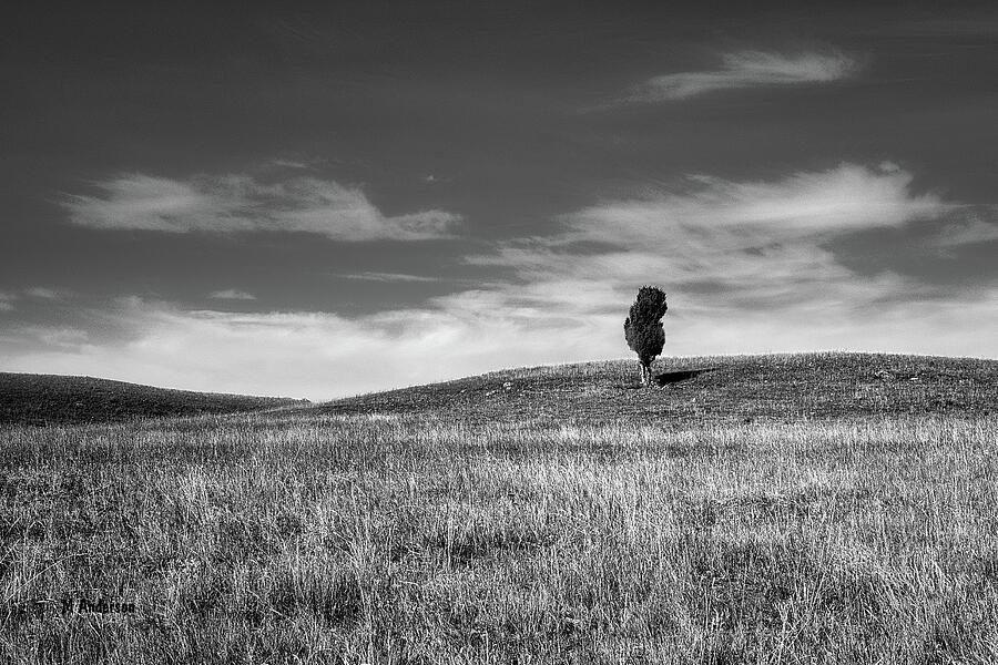 Alone In The Black Hills 2 in BW Digital Art by Michael R Anderson ...