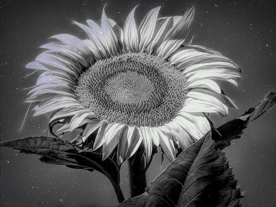 Sunflower Photograph - Alone in the Dark by Donna Kennedy