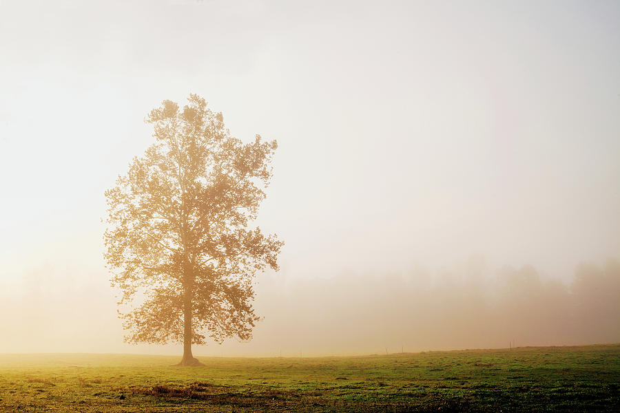 Alone In The Fog Photograph