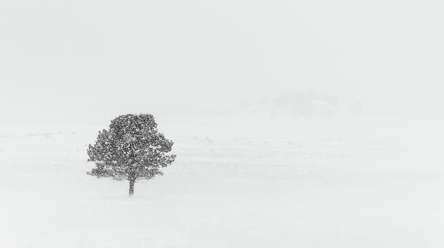 Alone in the Snow Photograph by Kevin Schwalbe