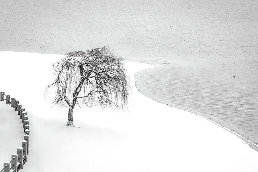 Winter White Photograph by Joy McAdams
