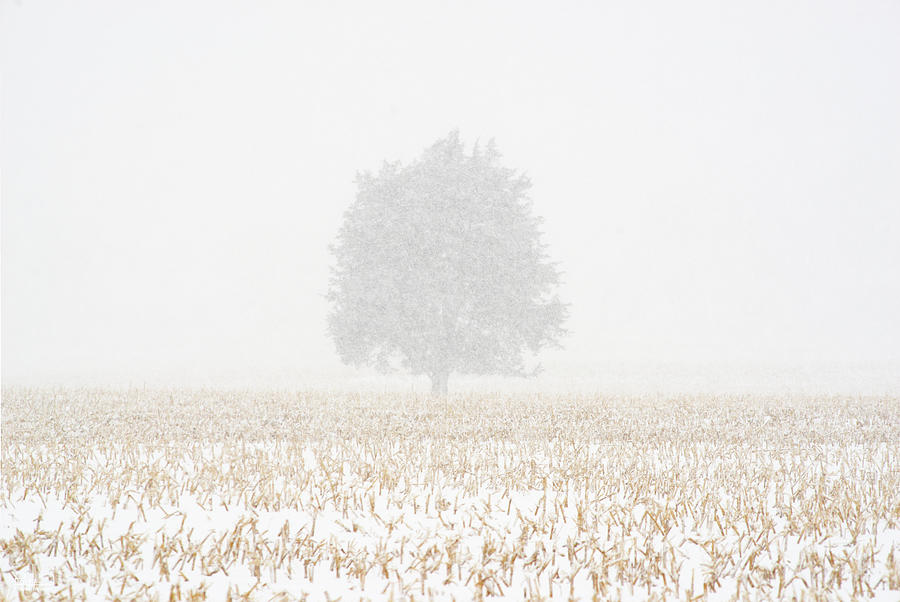 Alone in the Stubble - Winter snowstorm scene of oak tree in corn stubble field Photograph by Peter Herman