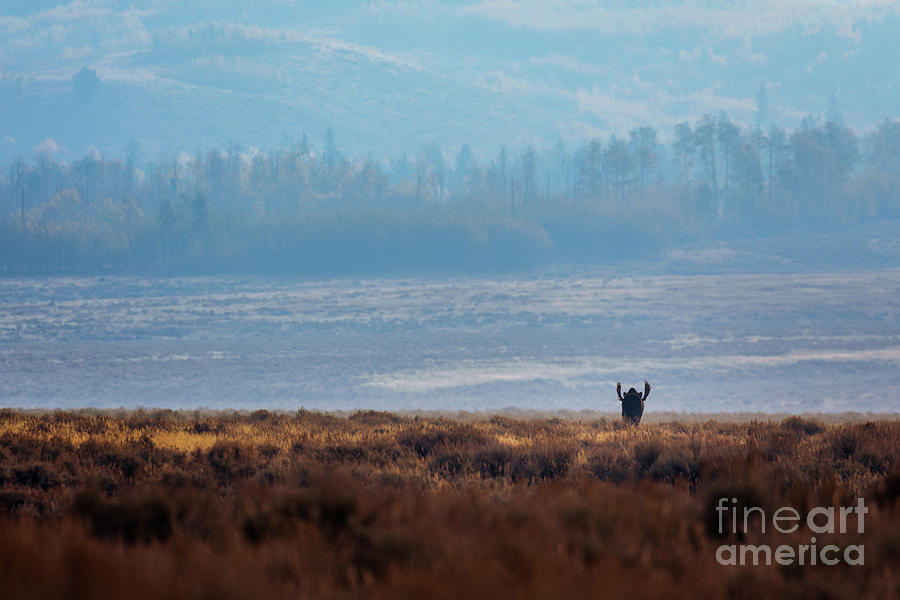 Alone In The Wilderness Photograph by Doug Sturgess
