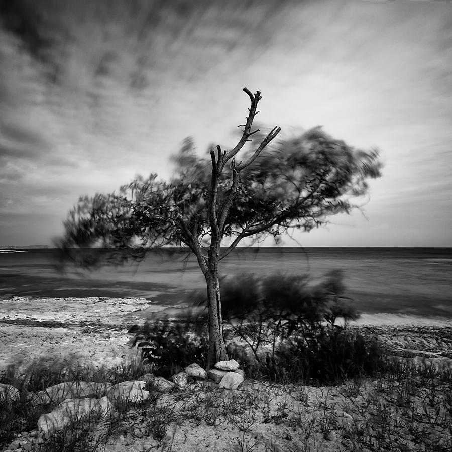 Alone In The Wind Photograph by Stelios Kleanthous