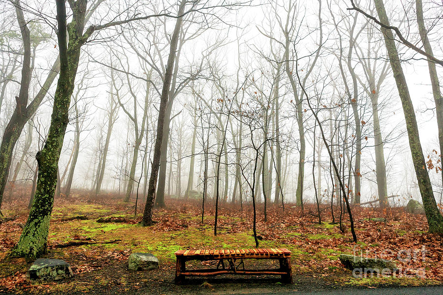 Alone in the Woods at Mohonk Preserve New York Photograph by John Rizzuto