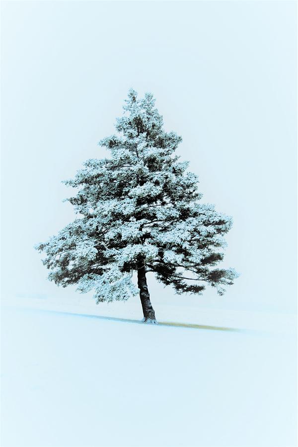 Beautiful Snow Covered Evergreen Tree Alone On A Hill On A Cloudy Day ...