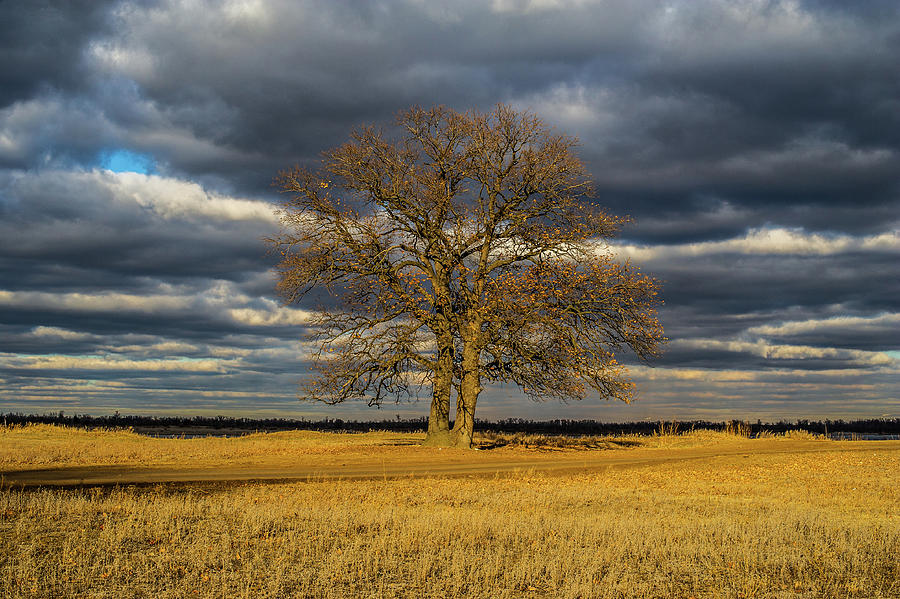 Alone Photograph by Roman Vasilev - Fine Art America