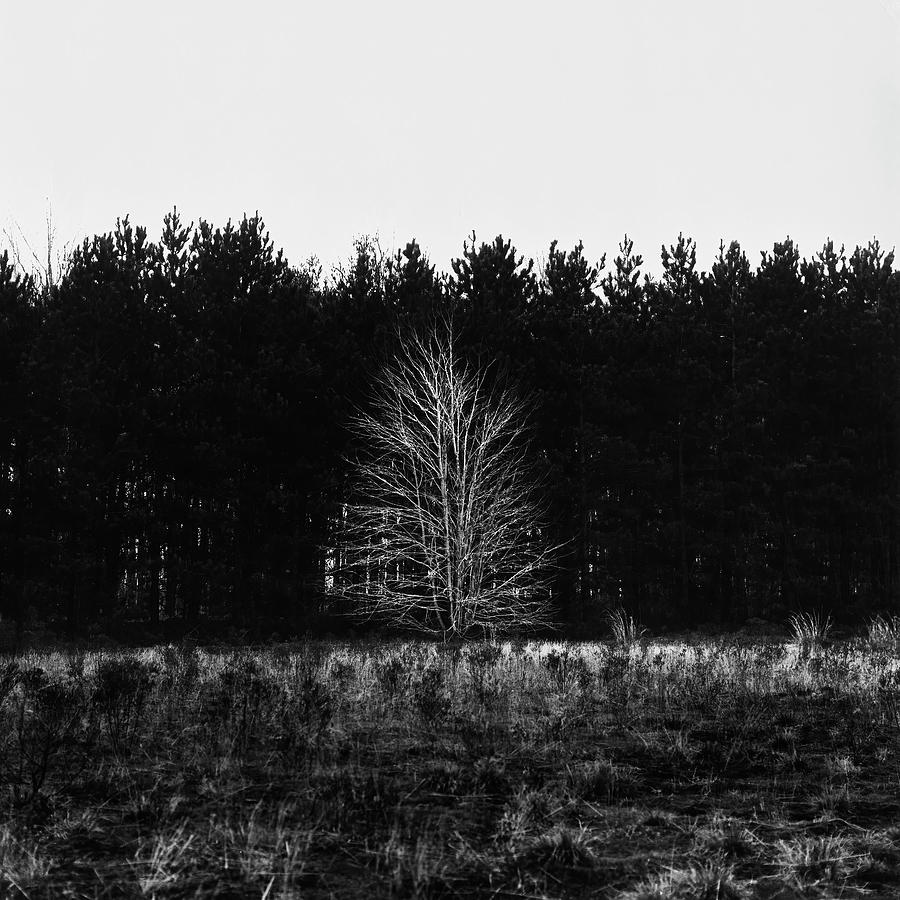 Alone Photograph by Thomas Schneider Alone Photograph by Thomas Schneider