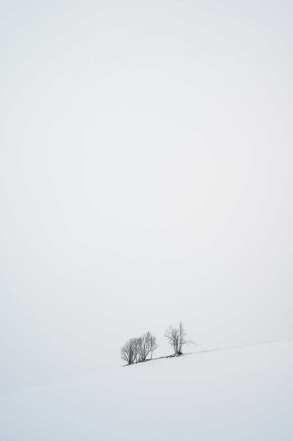 Winter Photograph - Alone Together by Hugh Warren