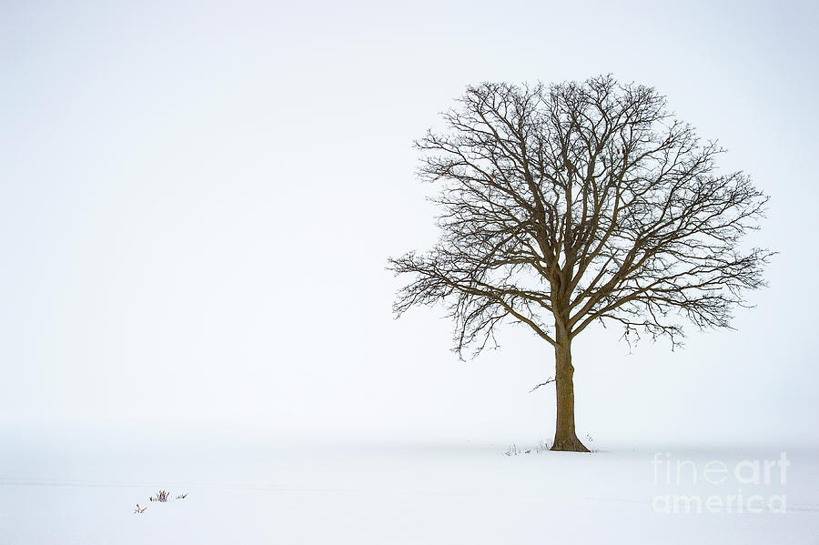 Alone Photograph by Tony Beck