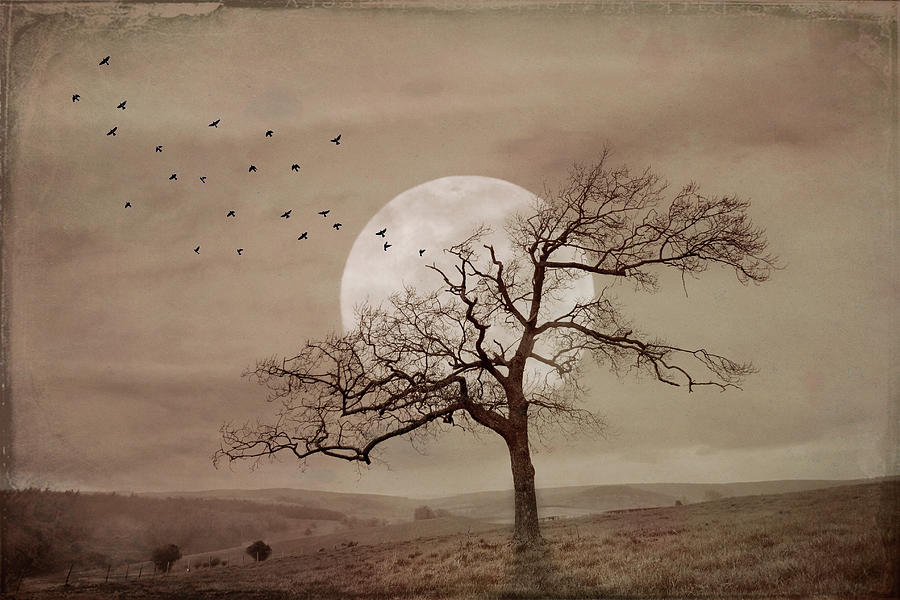 Alone under a Full Moon at Dusk in Sepia Tones Photograph by Debra and Dave Vanderlaan